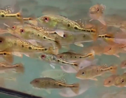 Black Widow Orinoco Peacock Bass 3 inch juvenile peacock bass predator fish aquarium for sale