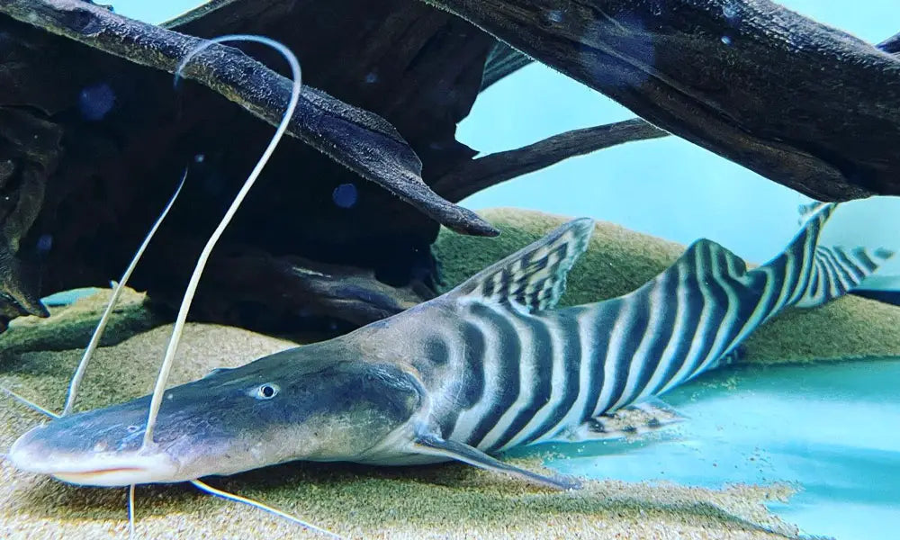 Rom Fish Rob’s Aquatics | Aquarium Fish & Monster Fish for Sale – Rob's Aquatics ...