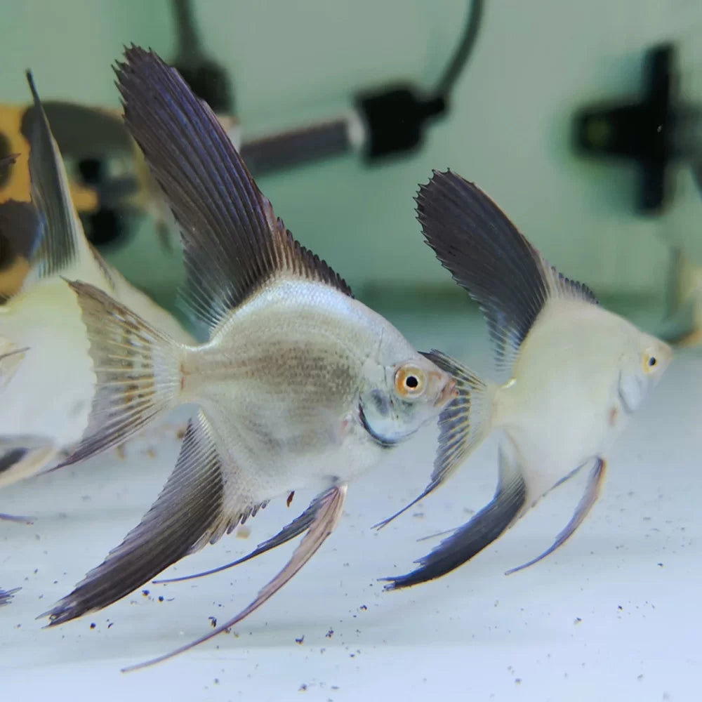 Bulgarian Seal Point Angelfish | Freshwater Fish at Rob's Aquatics ...