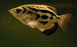 Burmese Clouded Archer Fish 3-4 inch striped archerfish freshwater aquarium