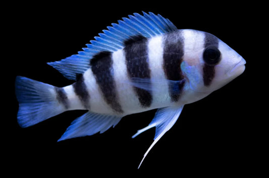 Burundi Frontosa 3 inch juvenile frontosa cichlid striped aquarium fish