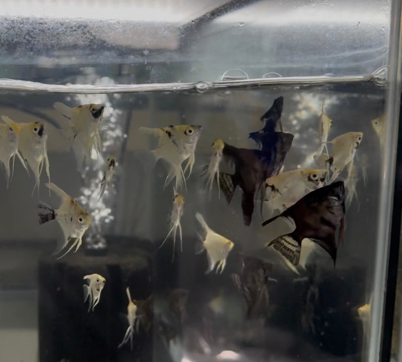 5 Pack Angelfish Assorted