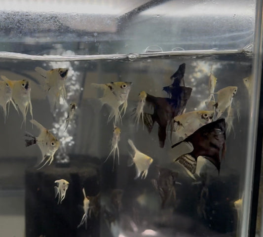 5 Pack Angelfish Assorted