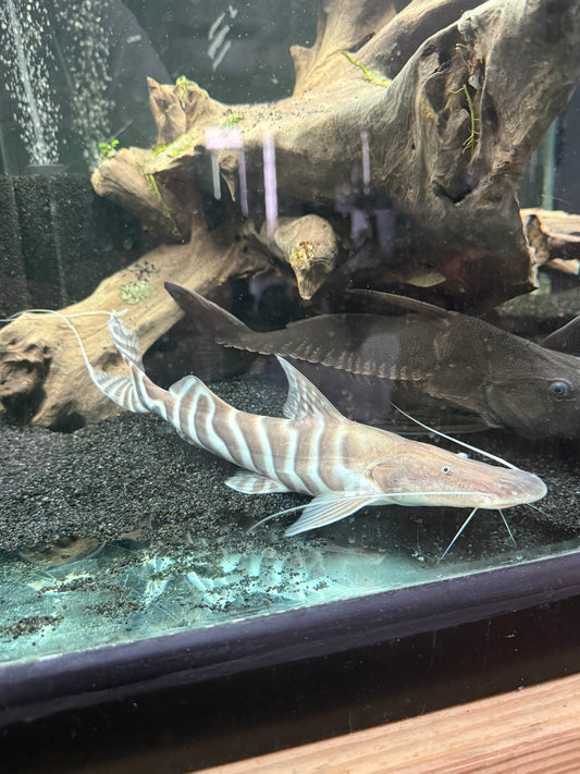 3” TIGRINUS CATFISH (TIGER STRIPED ANTENNAE)