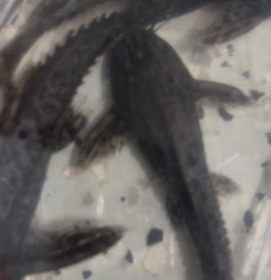 Granulosus Catfish 3”