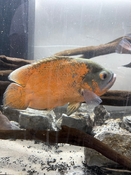 Copper Oscar 12-14”