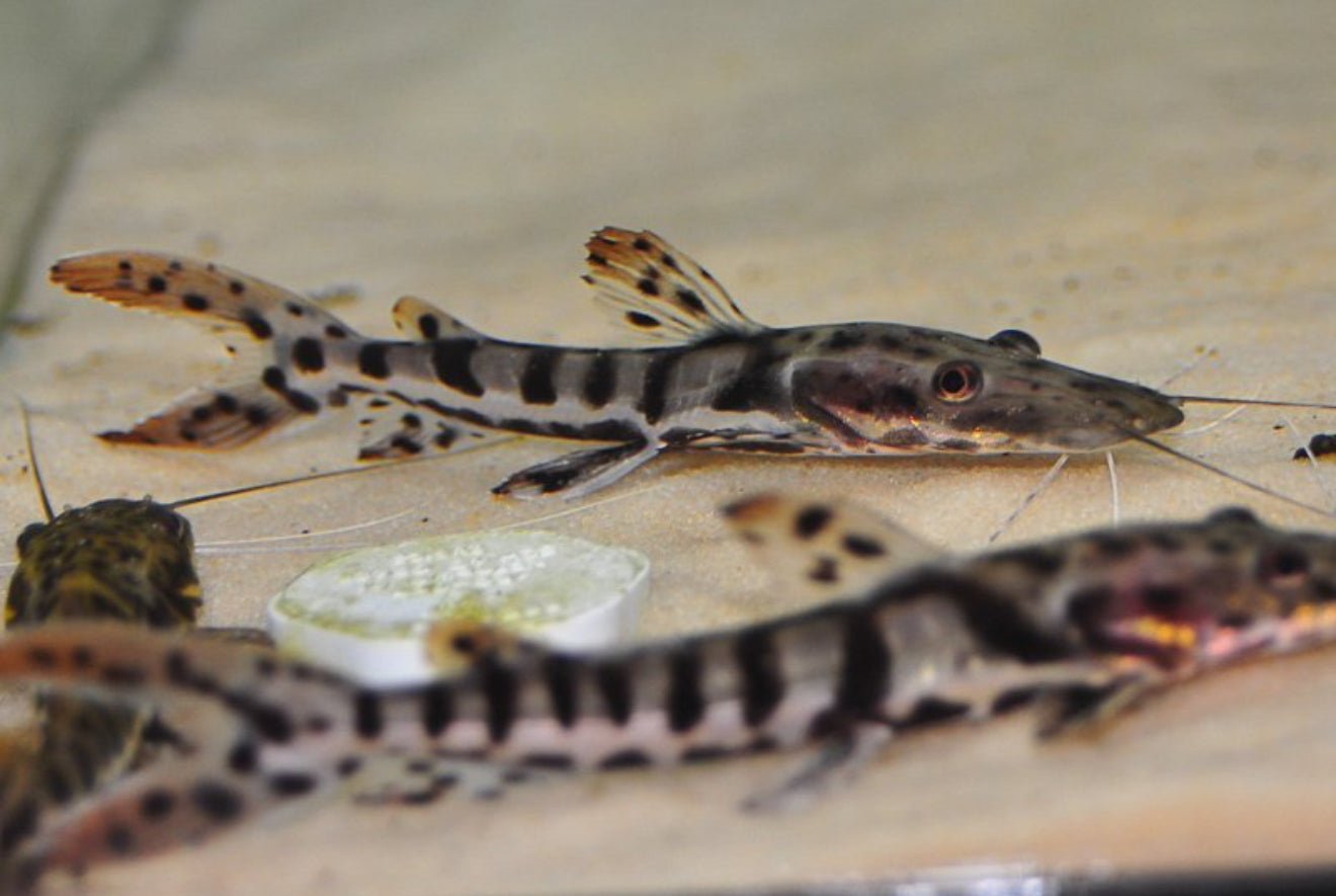 Tiger Shovelnose Catfish 2”
