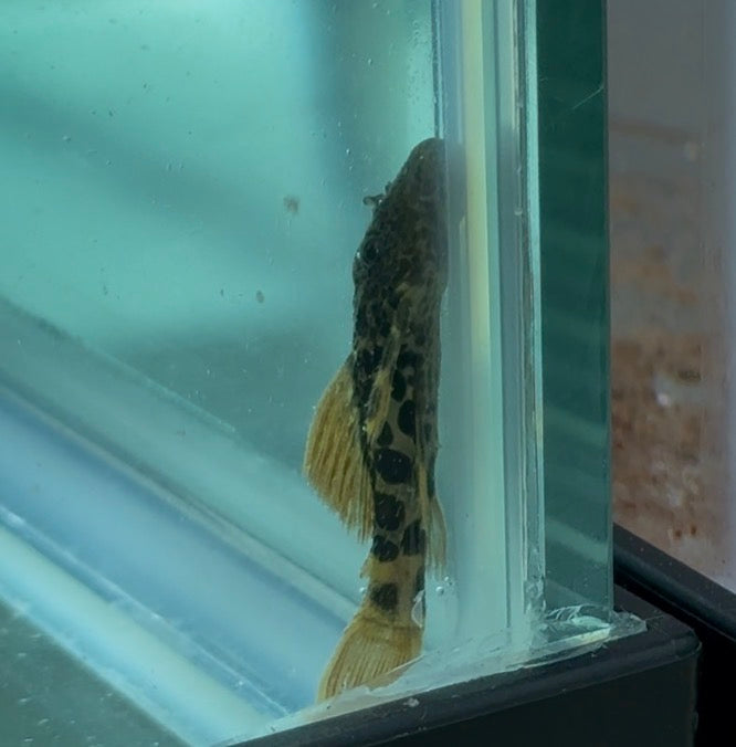 L600 Leopard Cactus Pleco 2”