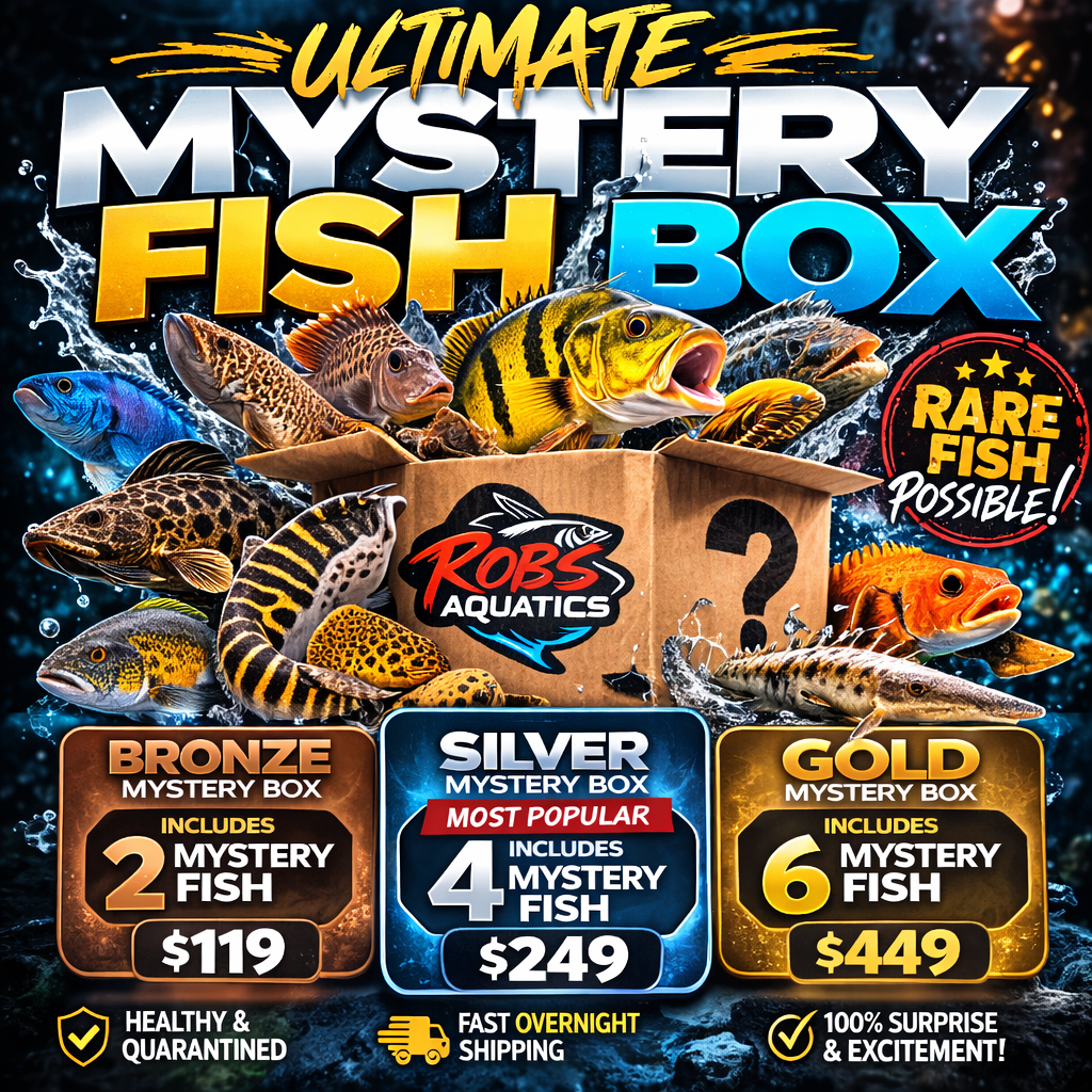Ultimate Mystery Fish Box – Rare Aquarium Fish Surprise