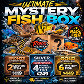Monster Fish for Sale | Predator & Monster Aquarium Fish | RobsAquatics ...