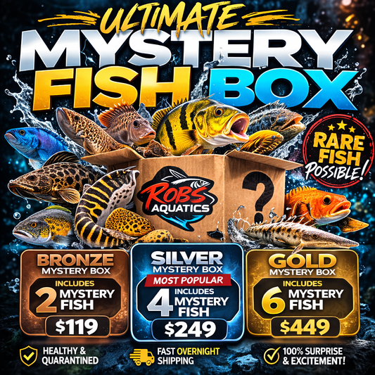 Ultimate Mystery Fish Box – Rare Aquarium Fish Surprise