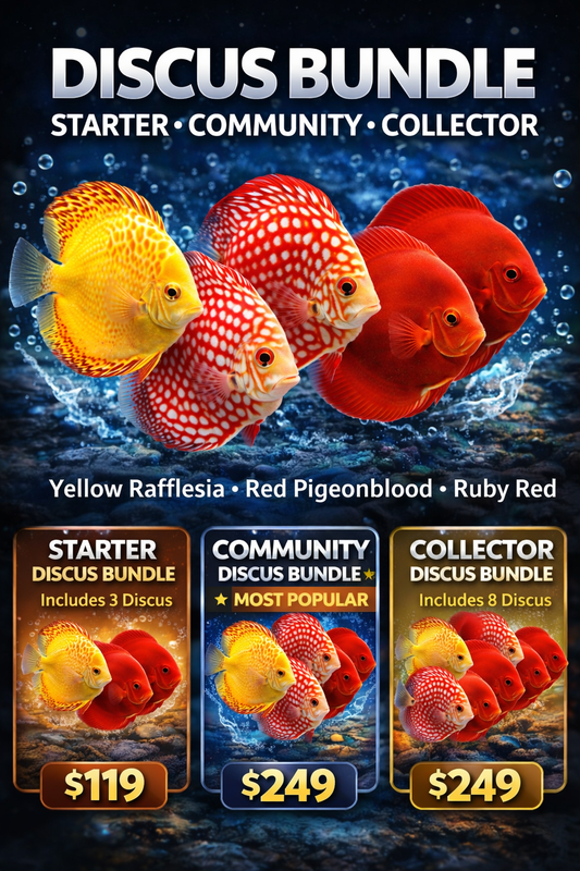 Discus Fish Bundle – Premium Discus Community Packs