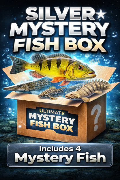 Ultimate Mystery Fish Box – Rare Aquarium Fish Surprise