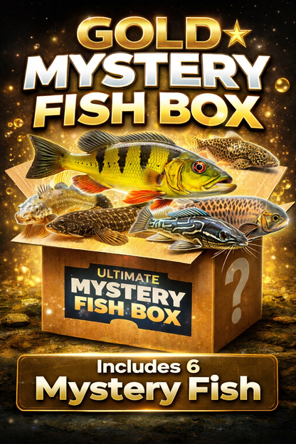 Ultimate Mystery Fish Box – Rare Aquarium Fish Surprise