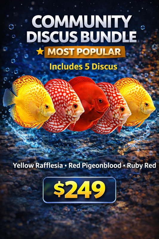 Discus Fish Bundle – Premium Discus Community Packs