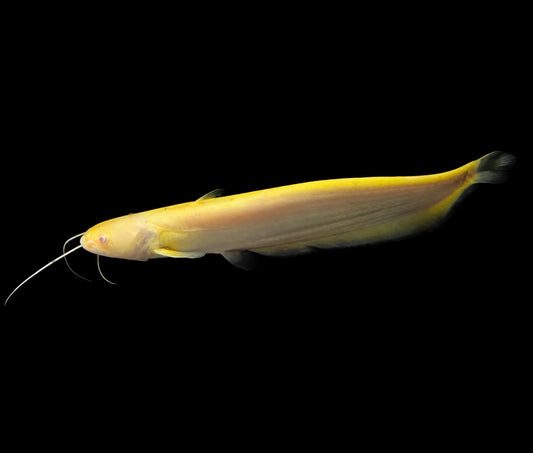 Albino Chinese Wels 2-3”