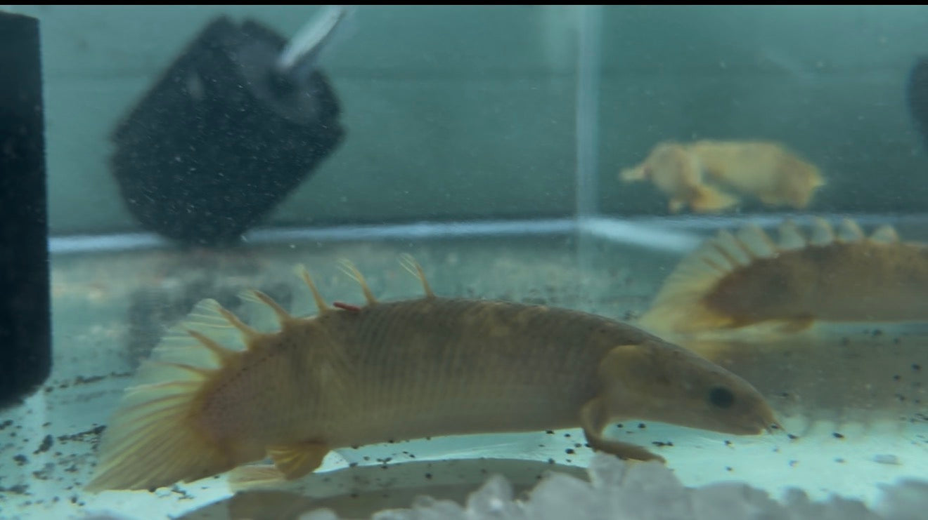 Shortbody Marbled Senegalese Bichir 6”