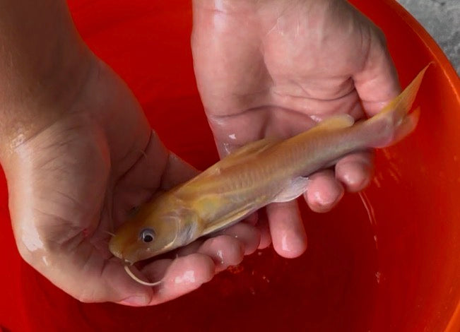 Albino Asian Redtail Catfish