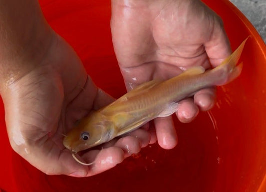 Albino Asian Redtail Catfish