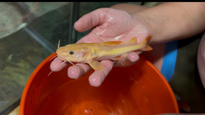 Golden Redtail Catfish 6”