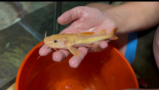 Golden Redtail Catfish 6”