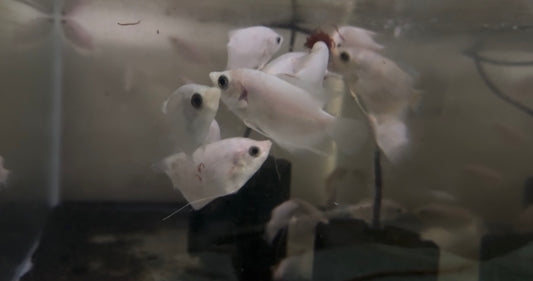 Panda Pearlscale Gourami 3-4”
