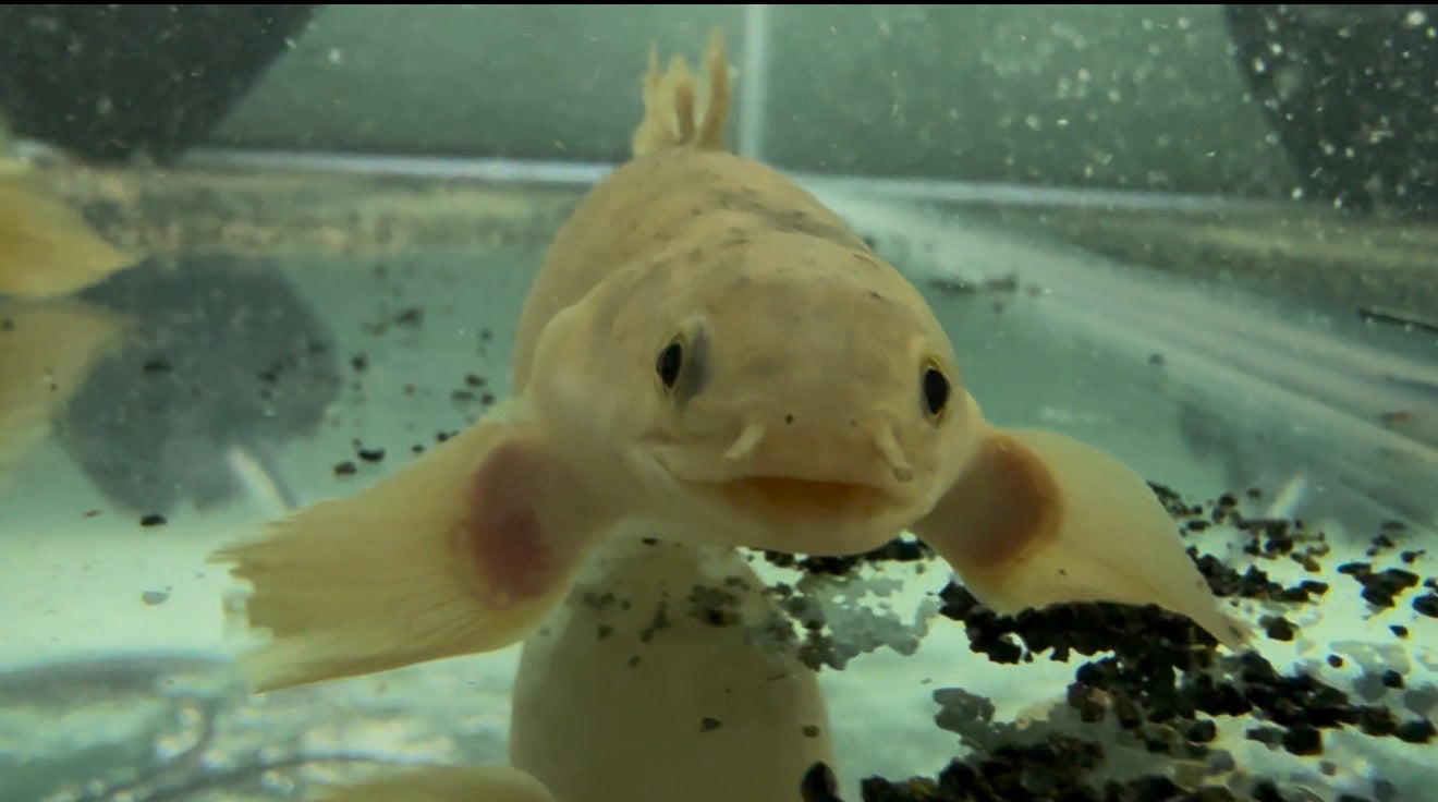 Shortbody Marbled Senegalese Bichir 6”