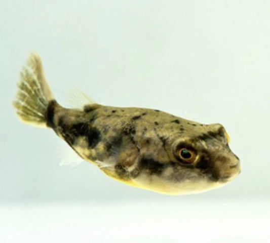Fahaka Pufferfish 1 inch juvenile nile puffer freshwater aquarium fish