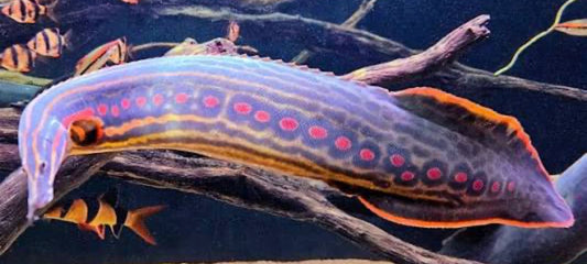 Fire Eel 20 inch large striped freshwater eel aquarium fish