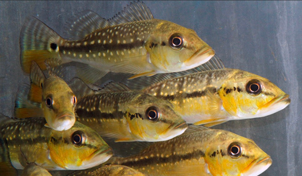 Fogo Peacock Bass wild 2-3 inch juvenile peacock bass predator fish aquarium