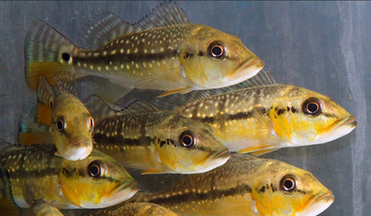 Fogo Peacock Bass wild 2-3 inch juvenile peacock bass predator fish aquarium