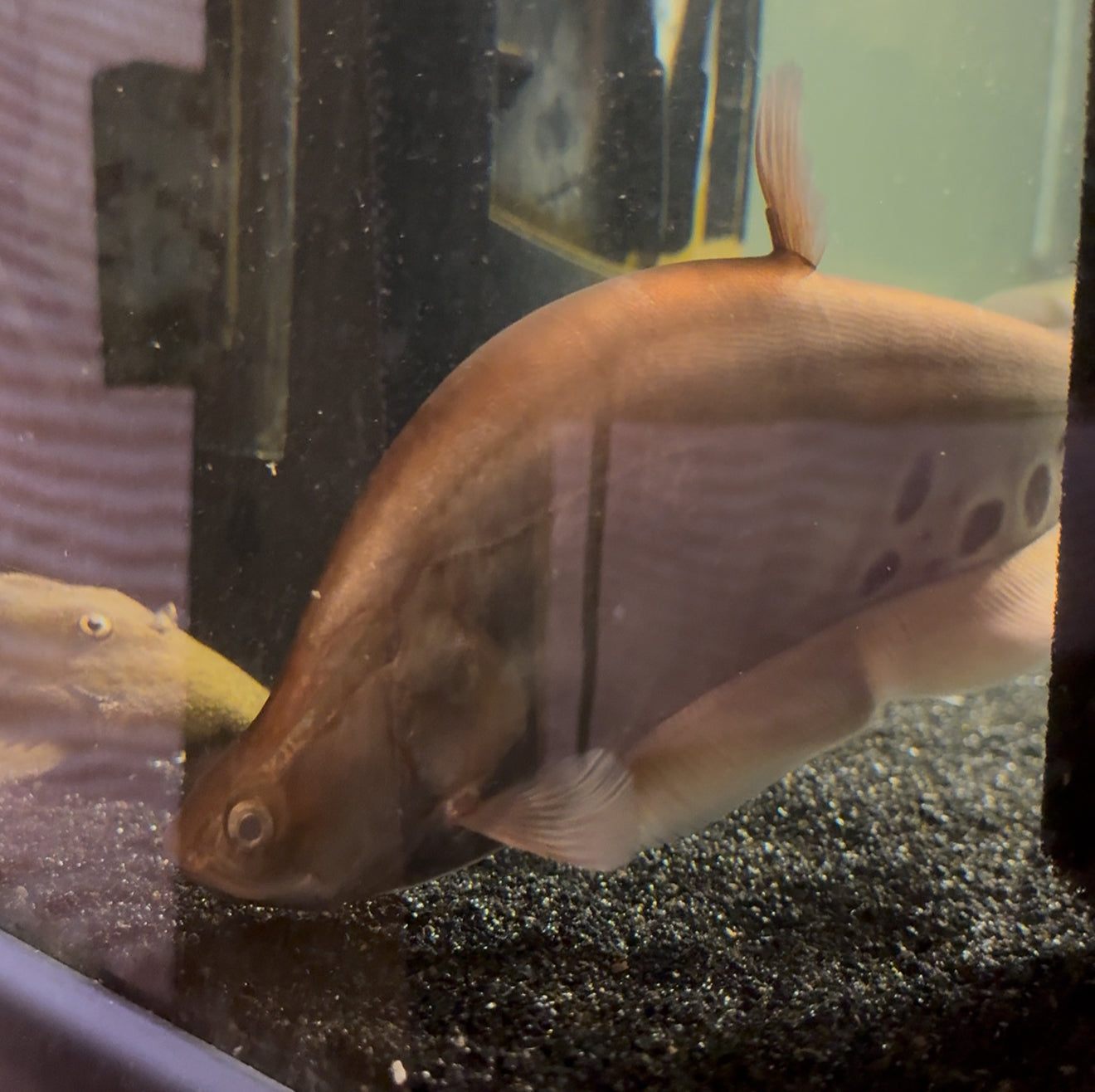 10-12” Giant Featherback Knifefish