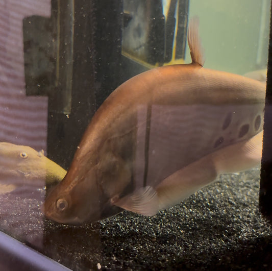 10-12” Giant Featherback Knifefish