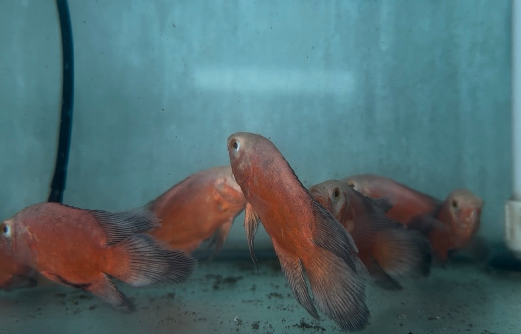 Veiltail Red Chili Oscar 4”