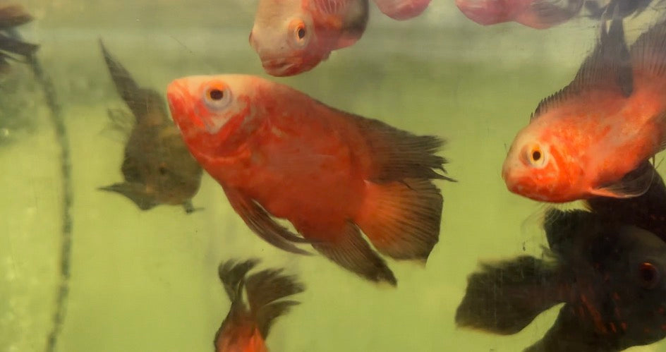 Long Fin Chili Red Oscar (4-5”)