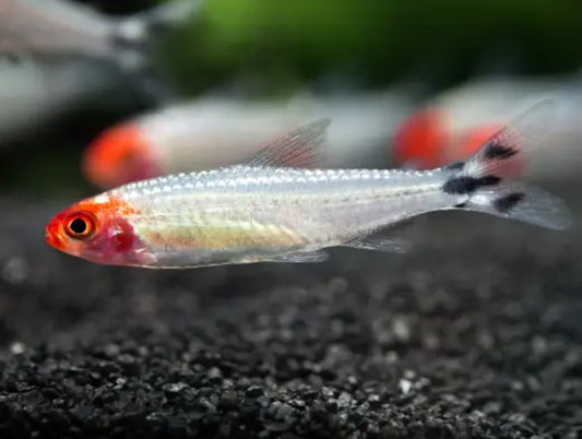 Platinum Rummynose Tetra (6 pack)