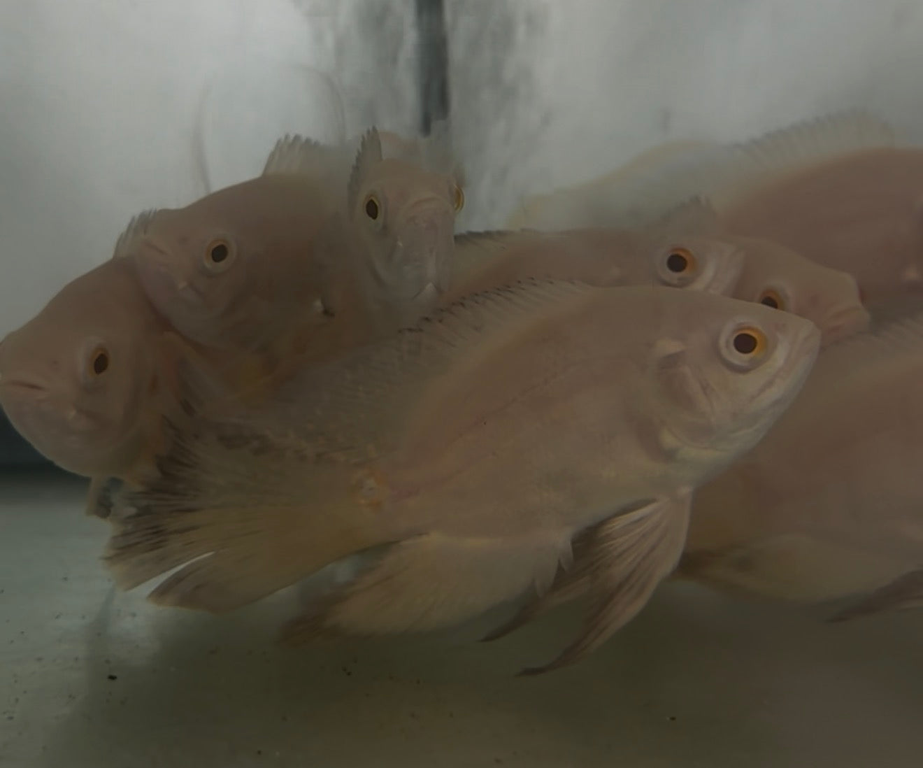 Albino Veiltail Oscar 4-5”
