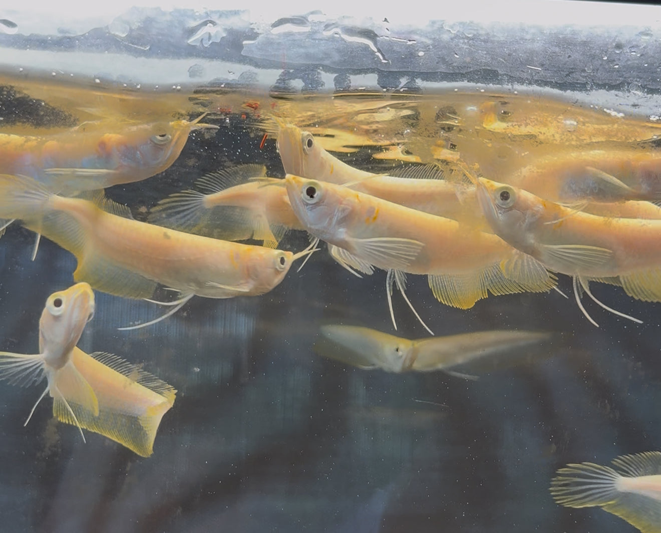 Super Banana Albino Arowana 3-4”