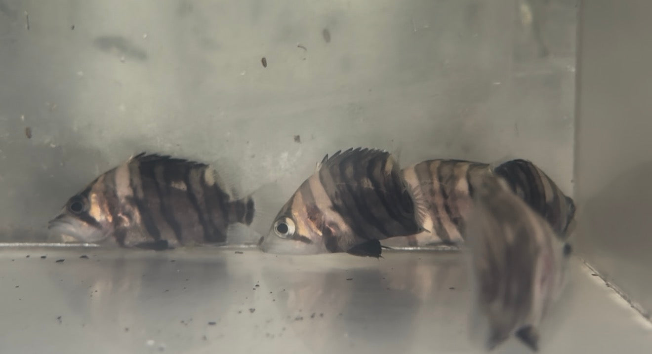 4 Bar Sumatra Datnoid (2”) – Exotic Freshwater Fish at Rob's Aquatics ...