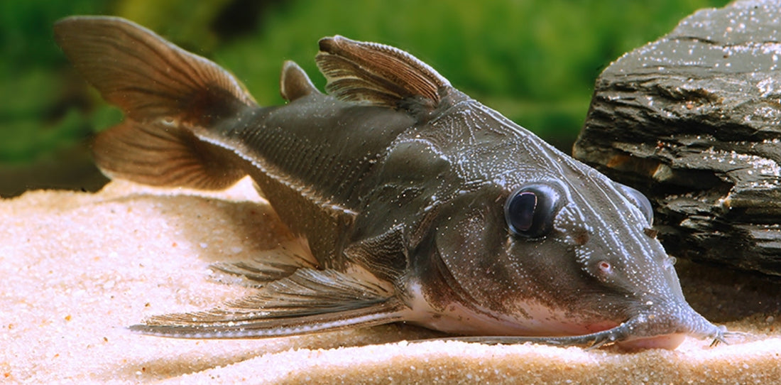 Blue Ripsaw Catfish for Sale | Freshwater Catfish Care & Info – Rob's ...