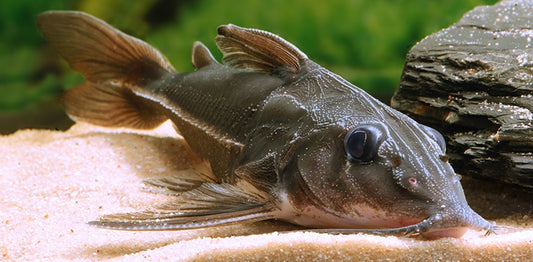 Blue Ripsaw Catfish