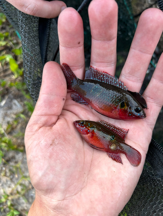 Jewel Cichlid