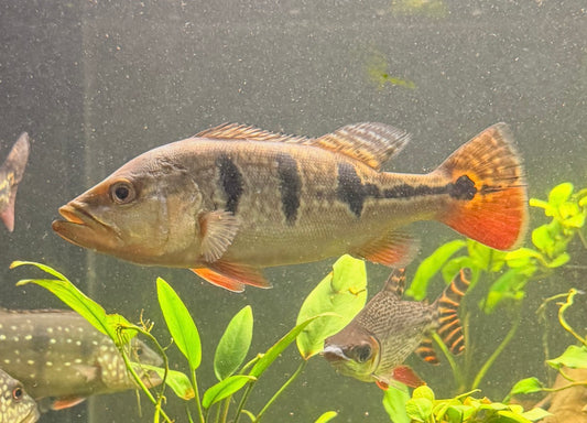 Brokopondo Peacock Bass 6-7”