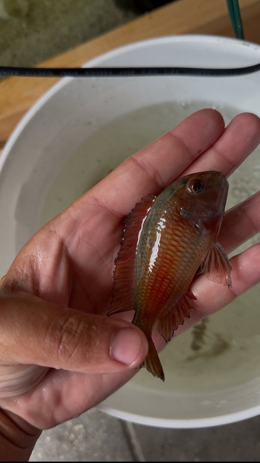 Tropheus Chipimbi