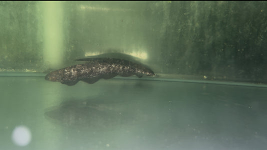 Clouded Macana Ghost Knife Fish