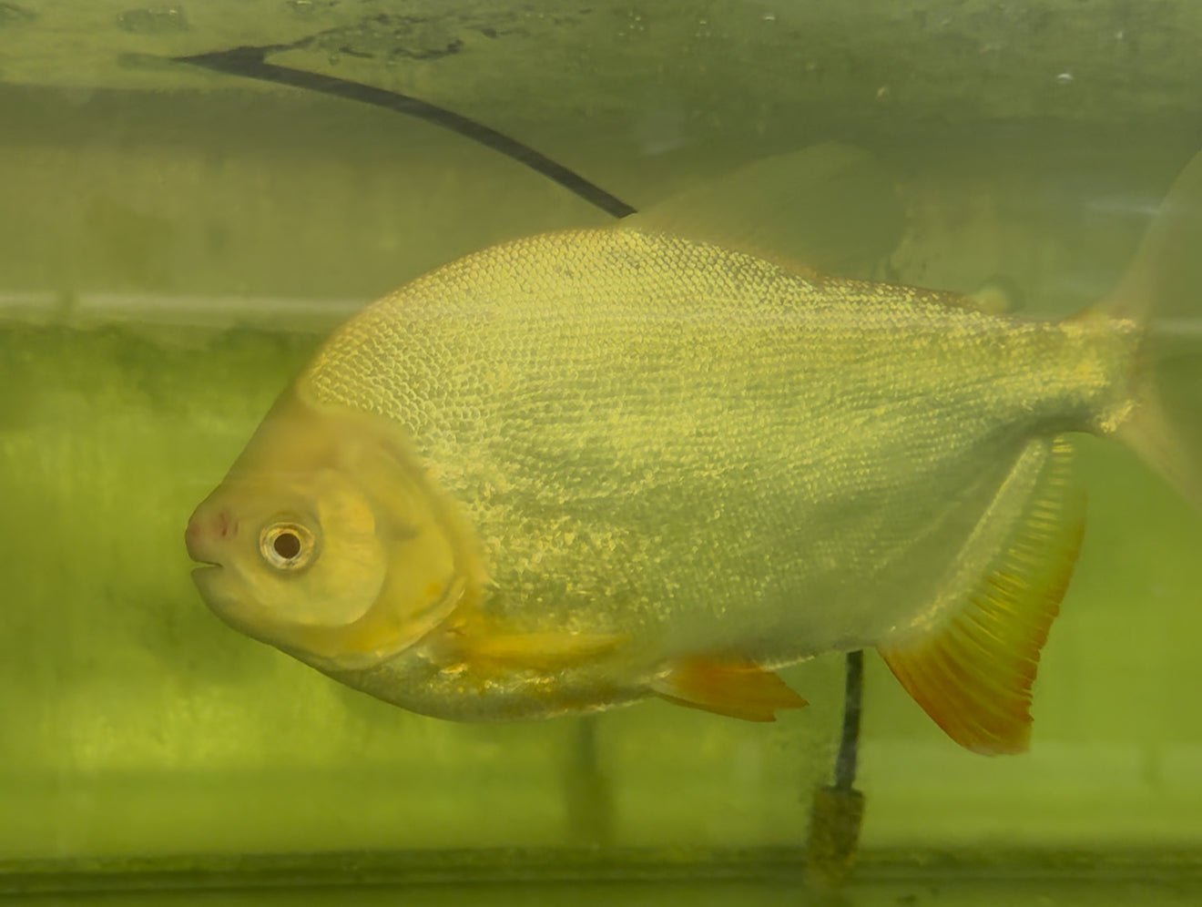 Albino Pacu 12-14”