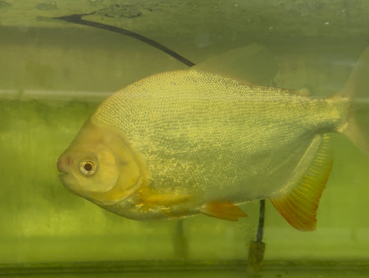 Albino Pacu 12-14”