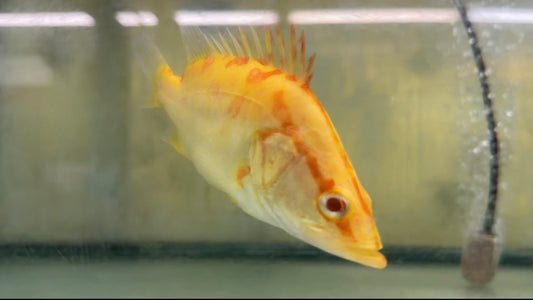 Albino Chinese Perch (5–6”)