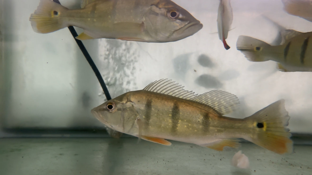 Speckled (WC) Temensis Peacock Bass 7-8”