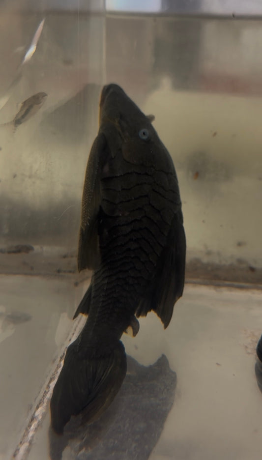 Blue Eyed Pleco 6-7”